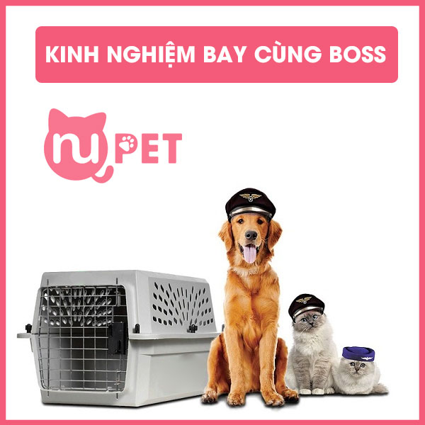 Trải nghiệm đi máy bay cùng Boss yêu