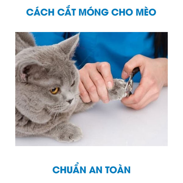 Làm thế nào để cắt móng cho mèo?cắt móng mèo