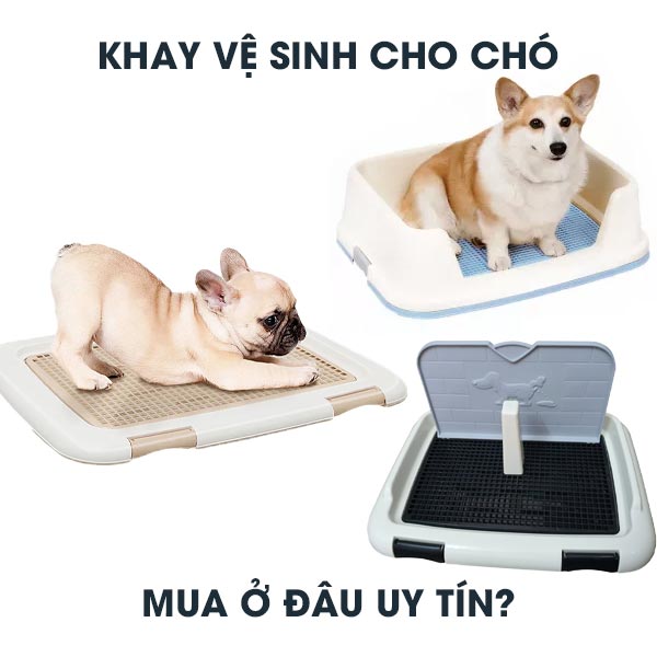 Lựa chọn khay vệ sinh phù hợp cho chú chó của bạn