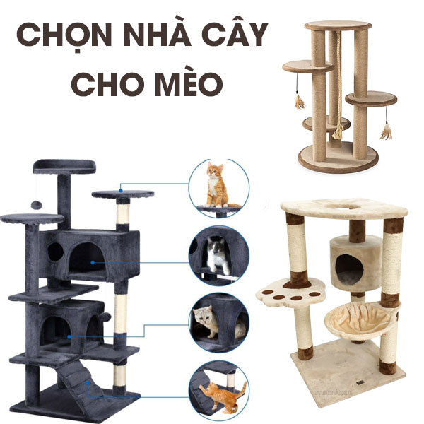 Chọn nhà cây cho mèo