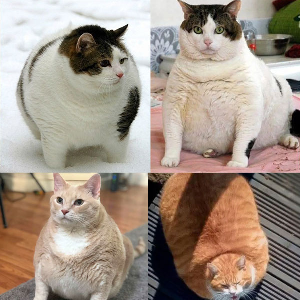 Những chú mèo bị béo phì