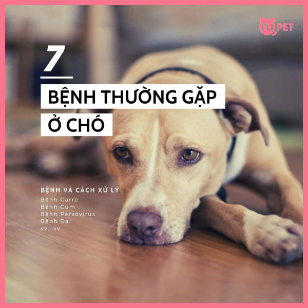 7-benh-thuong-gap-o-cho-va-cach-xu-ly