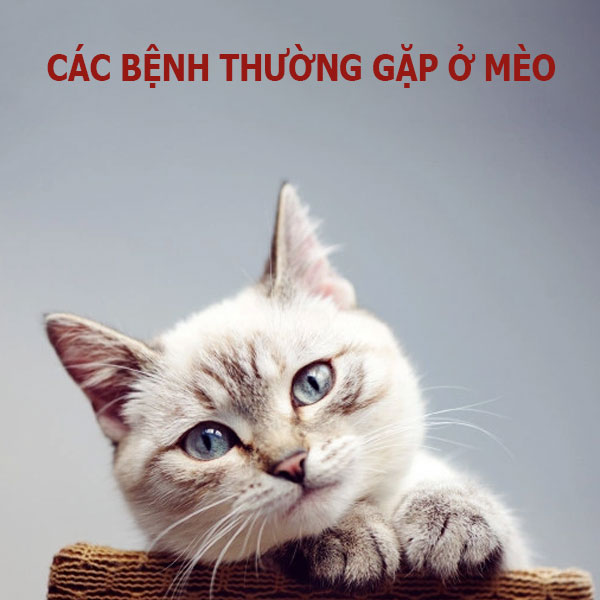 cac-benh-thuong-gap-o-meo