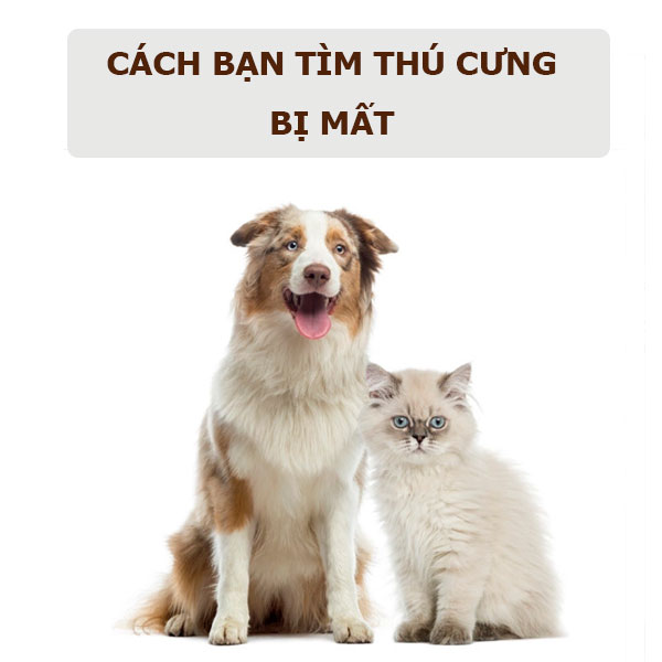 cach-tim-thu-cung-bi-mat-1