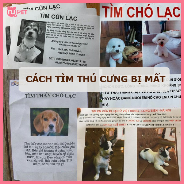 cach-tim-thu-cung-bi-mat