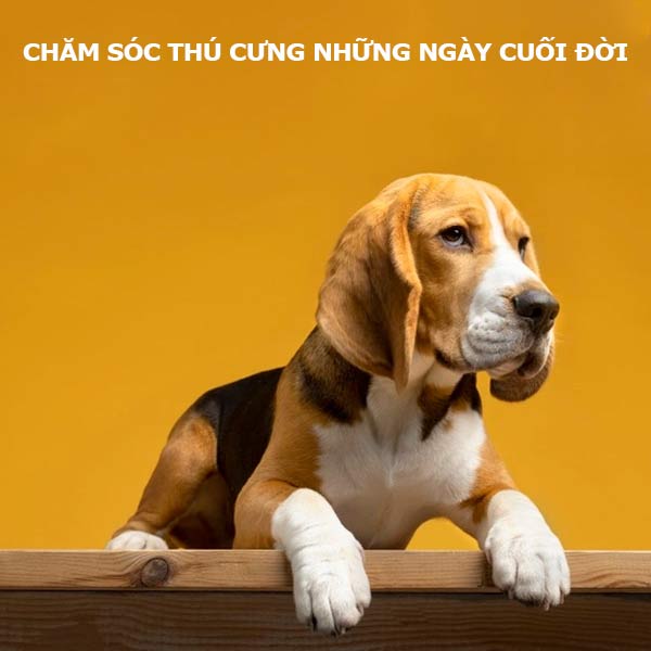 cham-soc-thu-cung-nhung-ngay-cuoi-doi