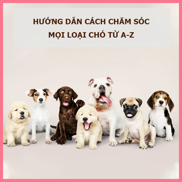 huong-dan-cach-cham-soc-moi-loai-cho-tu-a-z