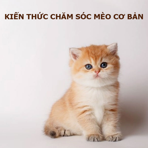 kien-thuc-cham-soc-meo