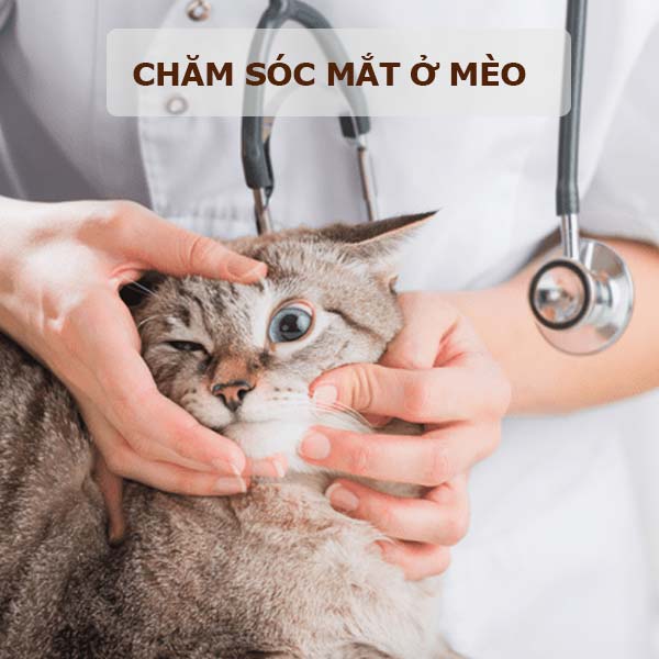 meo-chai-long-cho-meo-9