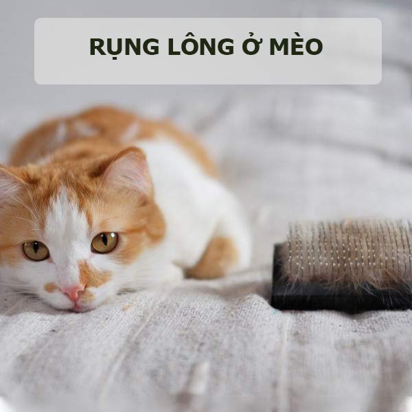 meo-chai-long-cho-meo-6