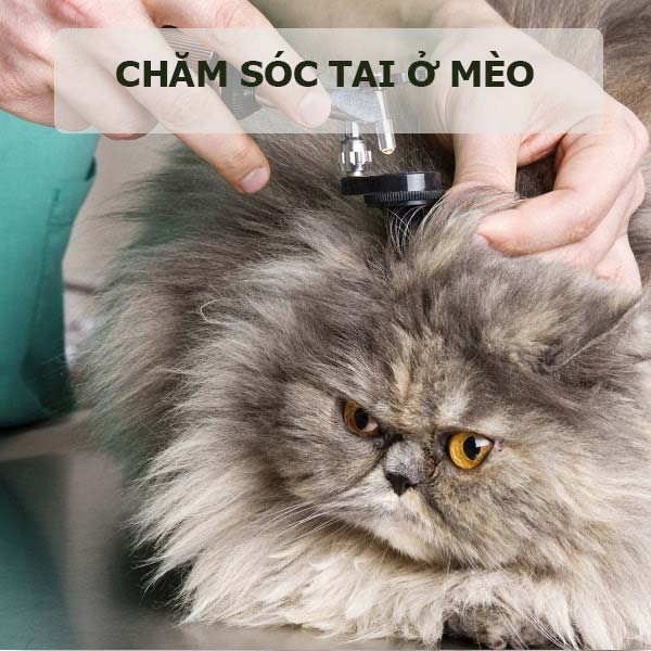 meo-chai-long-cho-meo-7