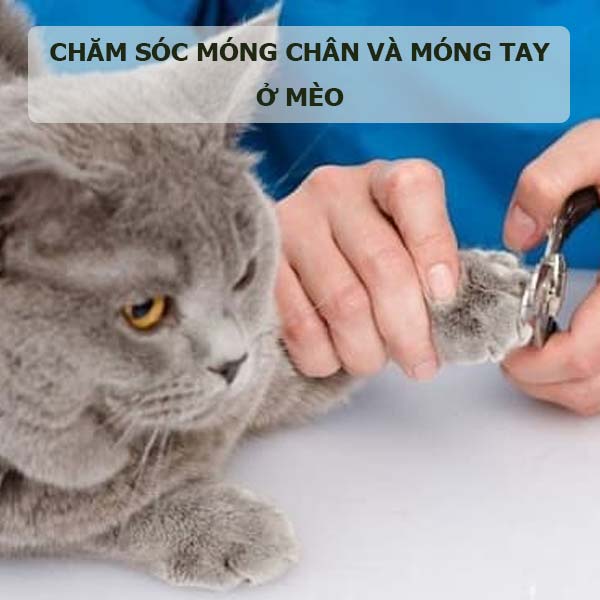 meo-chai-long-cho-meo-8