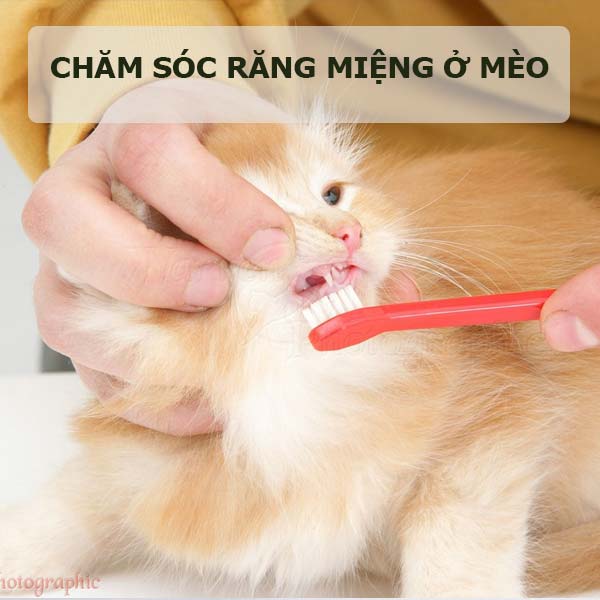 meo-chai-long-cho-meo-9