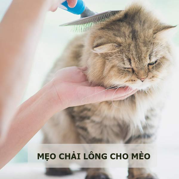 meo-chai-long-cho-meo