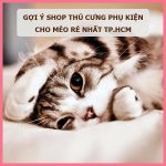 shop-thu-cung-phu-kien-cho-meo