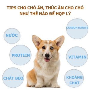 tips-cho-cho-an-thuc-an-cho-cho-nhu-the-nao-de-hop-ly-1