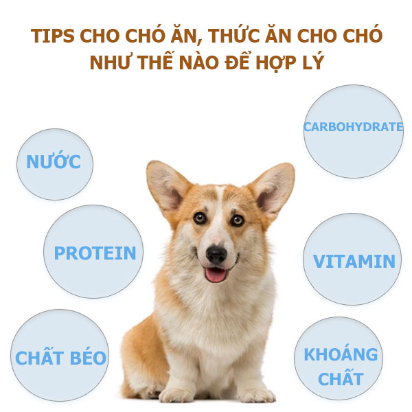 tips-cho-cho-an-thuc-an-cho-cho-nhu-the-nao-de-hop-ly-1