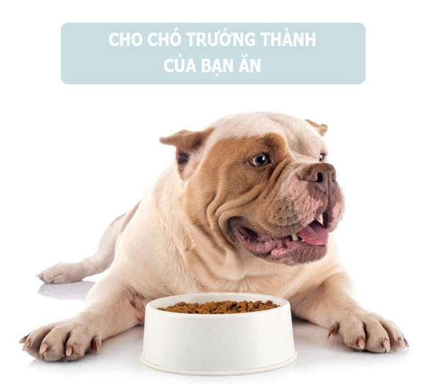 tips-cho-cho-an-thuc-an-cho-cho-nhu-the-nao-de-hop-ly-4