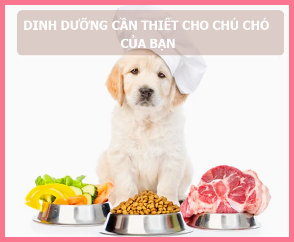 tips-cho-cho-an-thuc-an-cho-cho-nhu-the-nao-de-hop-ly