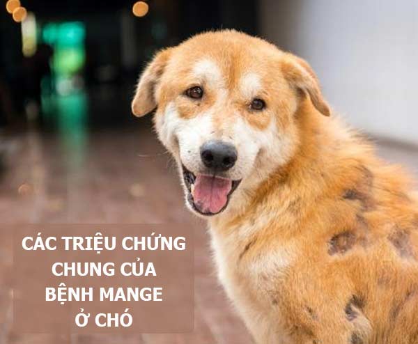 tips-trai-long-cho-cho-dung-cach-6