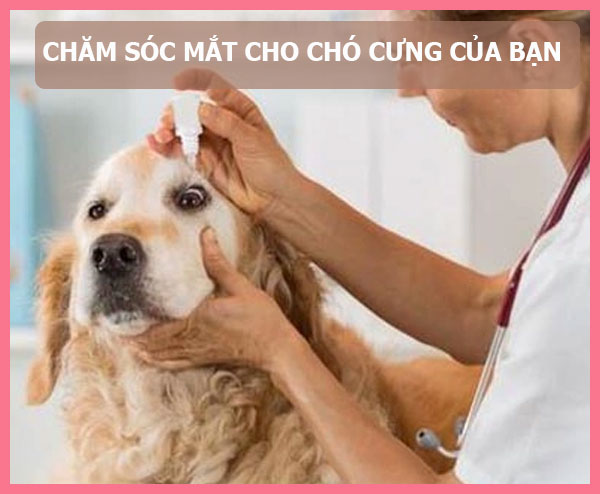 tips-trai-long-cho-cho-dung-cach-7