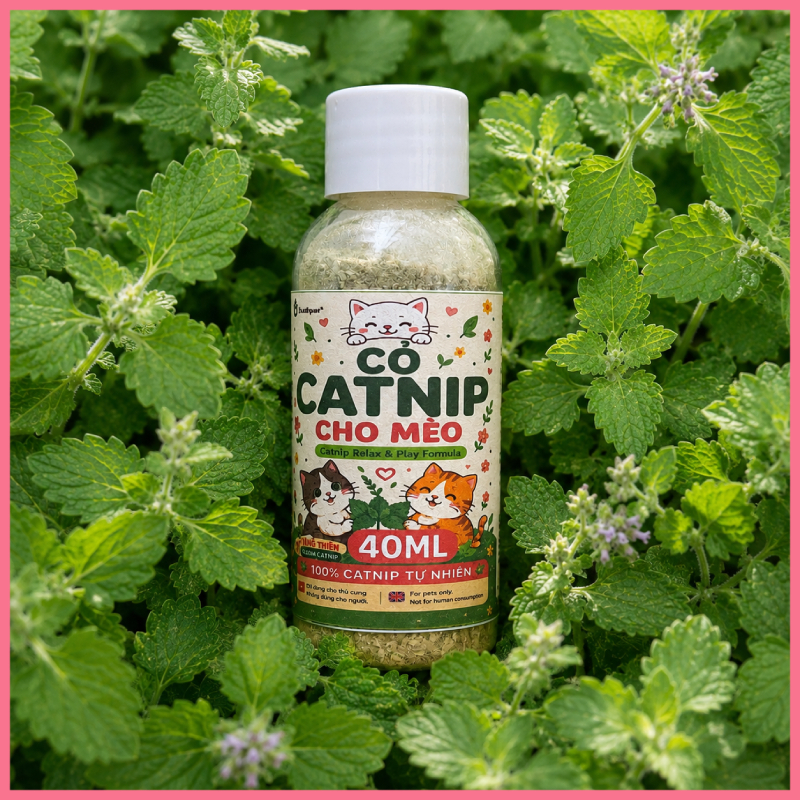 co-meo-catnip-nupet Cỏ mèo catnip Nupet
