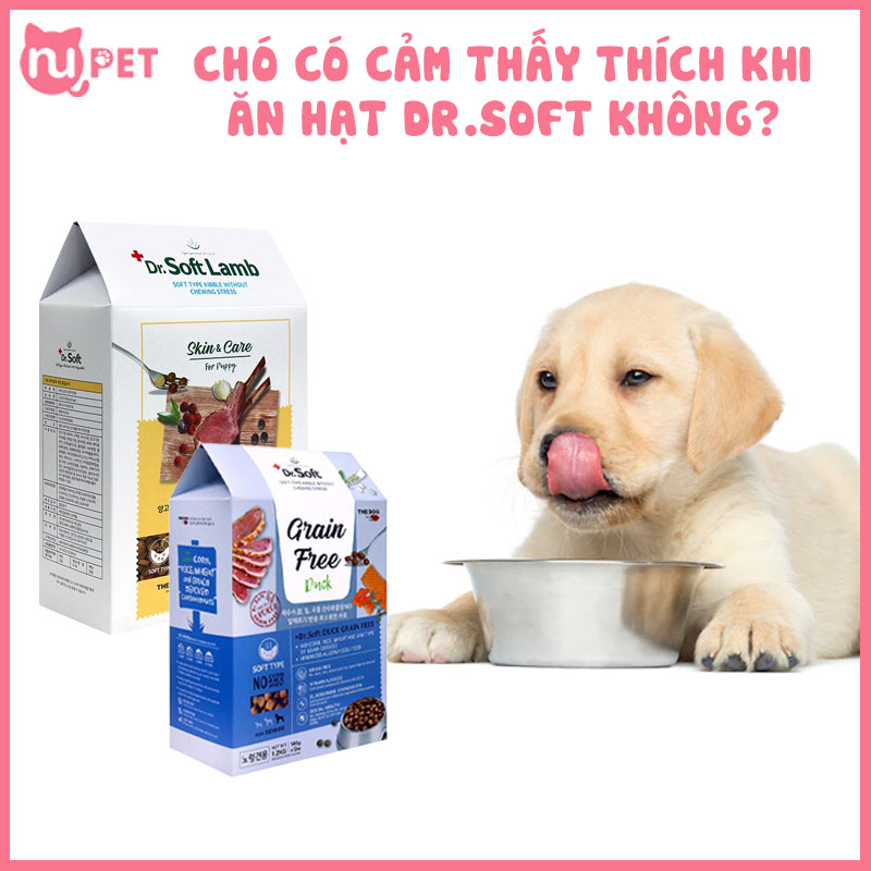 Chó có cảm thấy ngon miệng khi ăn không?