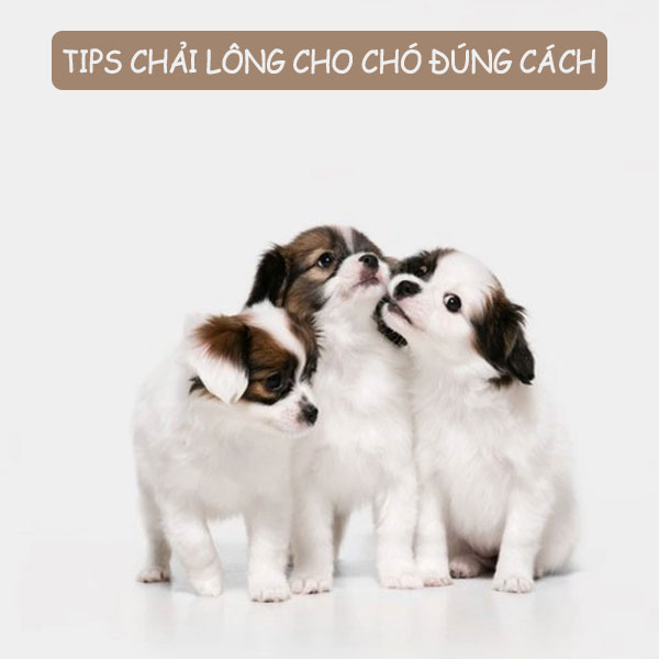 tips-chai-long-cho-cho-dung-cach-nupet-1