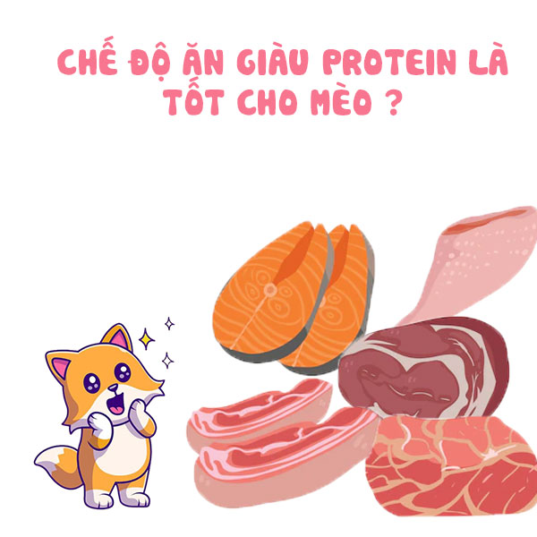 Chế độ ăn giàu protein là tốt cho mèo ?