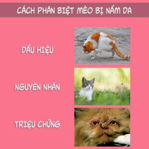 Nhận biết dấu hiệu mèo bị nấm càng sớm càng tốt