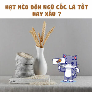 hạt mèo độn ngũ cốc là tốt hay xấu