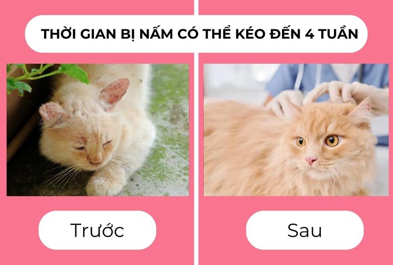 Dựa vào tình trạng da của bé dự đoán thời gian hết nấm da