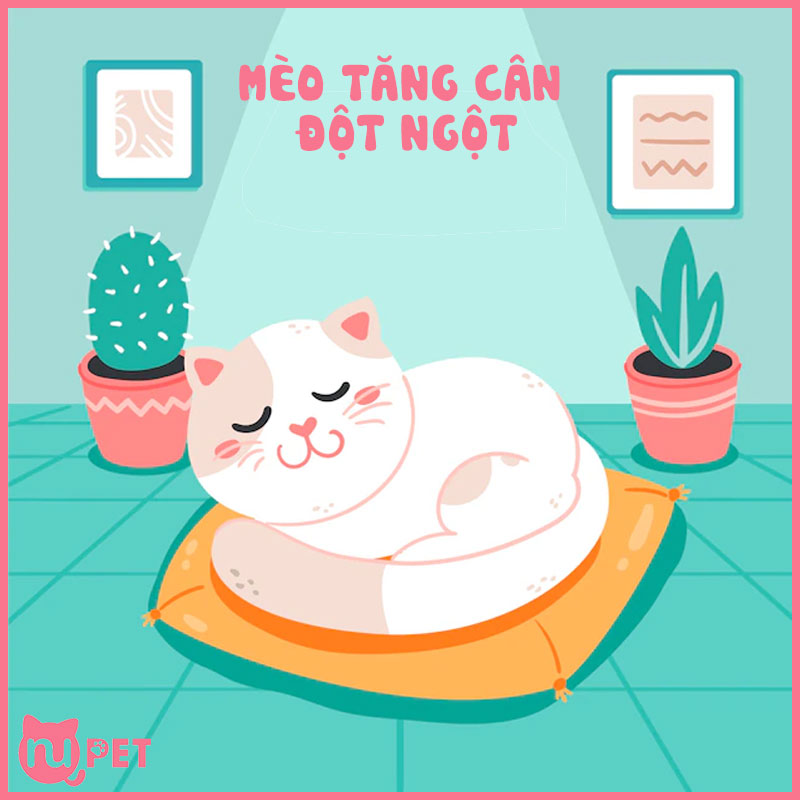 Mèo tăng cân đột ngột