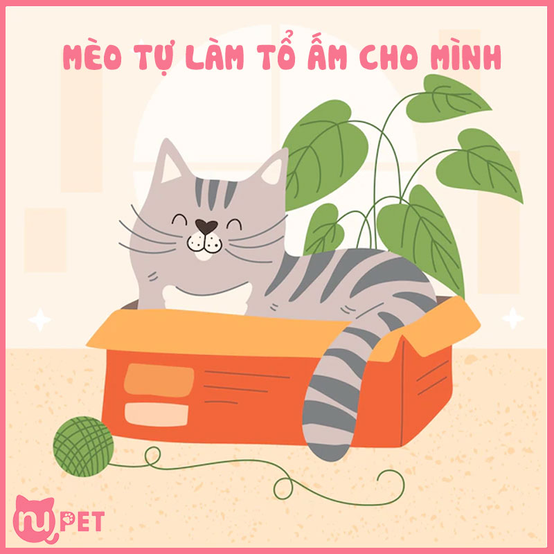 Mèo tự làm tổ ấm cho mình