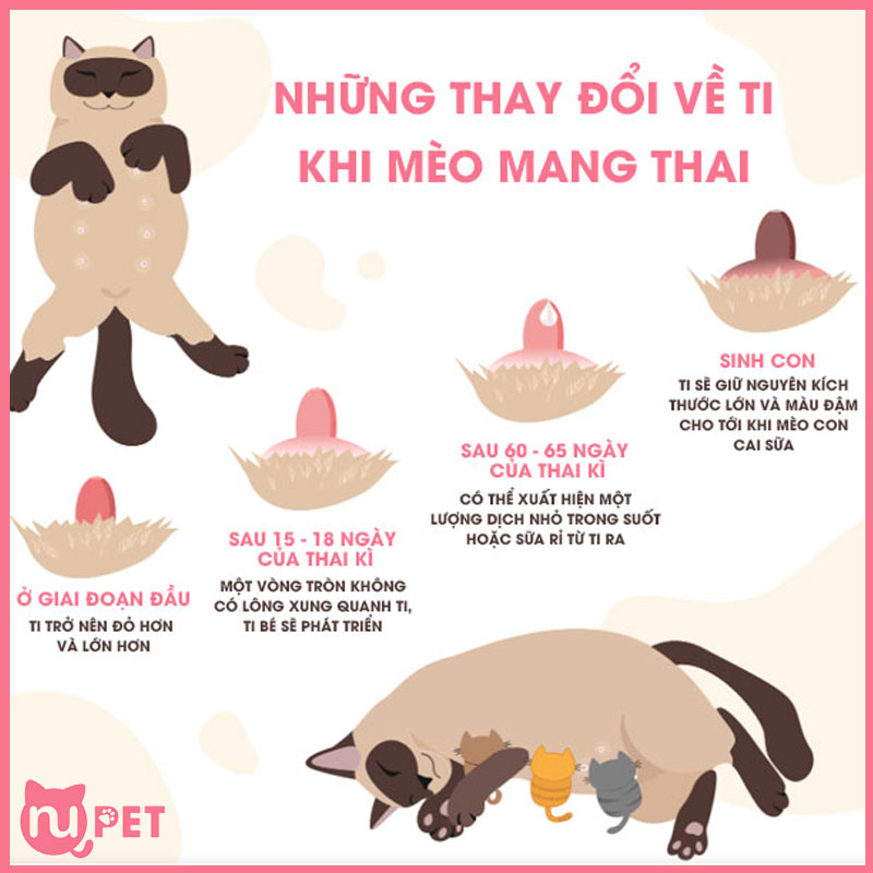 Những thay đổi về ti khi mèo mang bầu