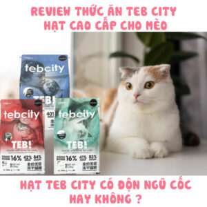 Review hạt Teb City cho mèo