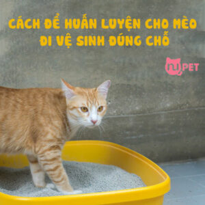 Cách để mèo đi vệ sinh đúng chỗ