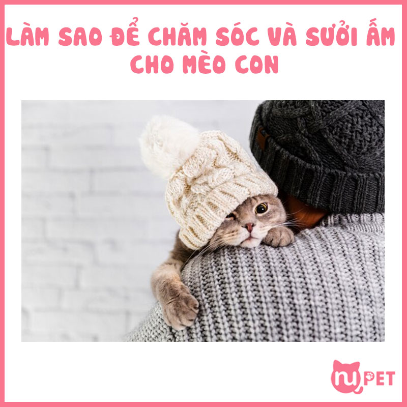 Chăm sóc và sưởi ấm cho mèo con