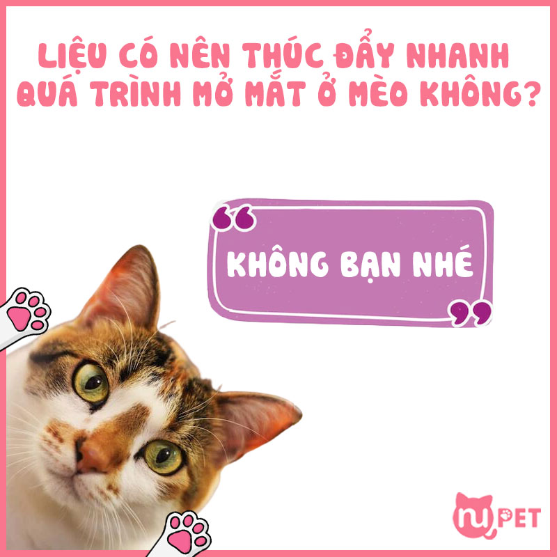 Có nên thúc đẩy nhanh quá trình mở mắt của mèo hay không