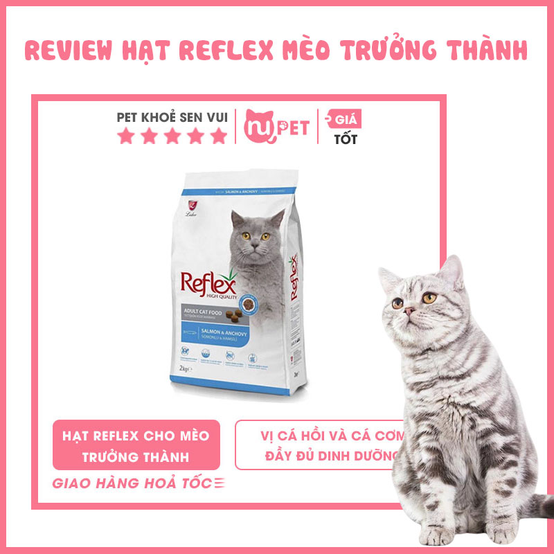 Hạt reflex cho mèo trưởng thành