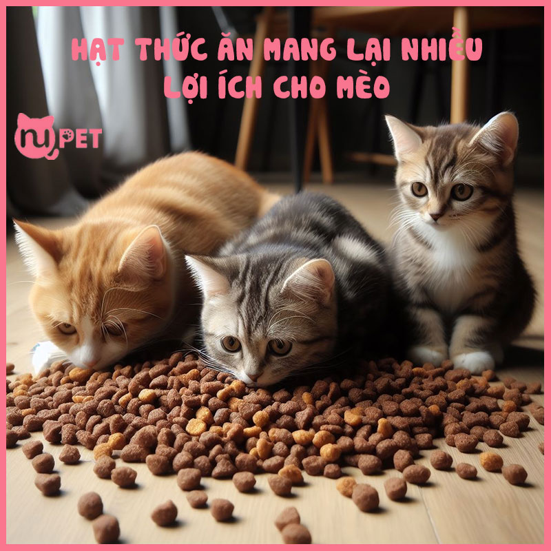 Hạt thức ăn mang lại nhiều lợi ích cho mèo