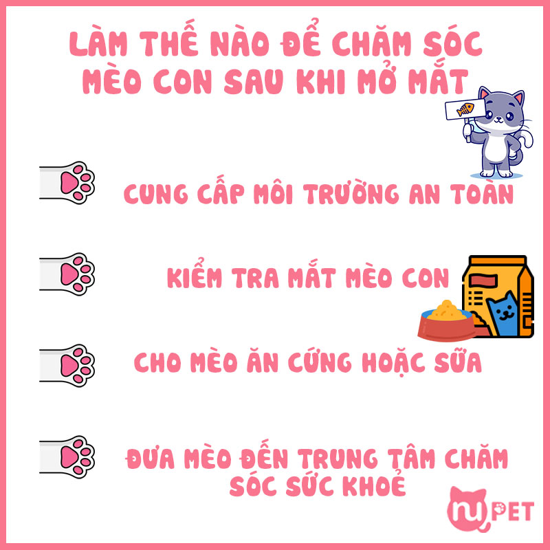 Làm thế nào để chăm sóc mèo con sau khi mở mắt