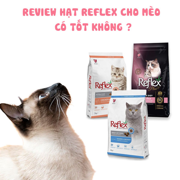 Liệu hạt reflex có tốt cho mèo không