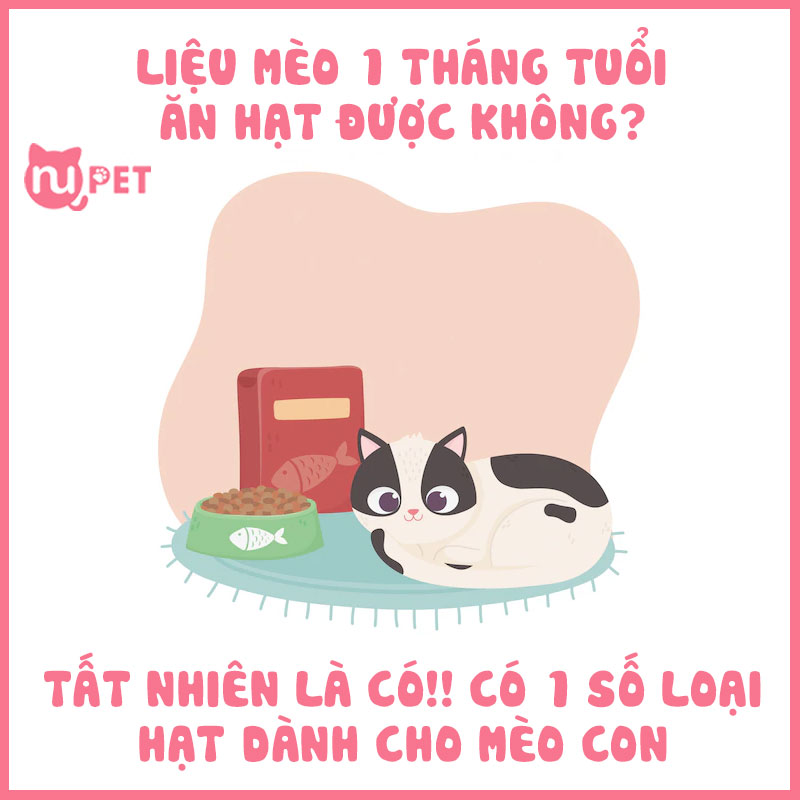 Liệu mèo 1 tháng tuổi ăn hạt được không