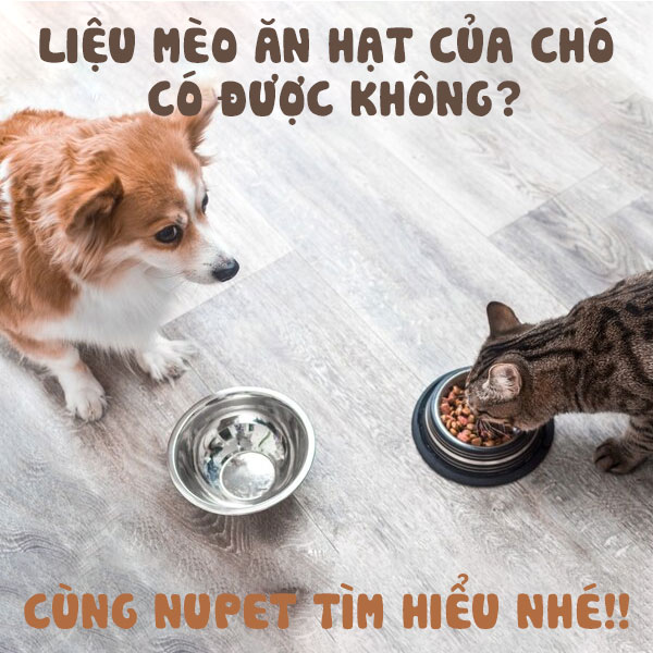 Liệu mèo ăn hạt của chó có được không