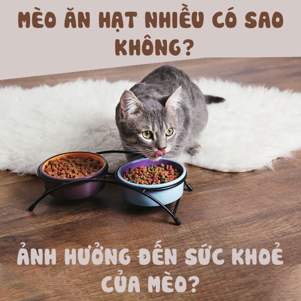 Mèo ăn hạt nhiều có sao không