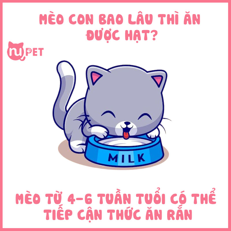 Mèo bao lâu thì ăn được hạt