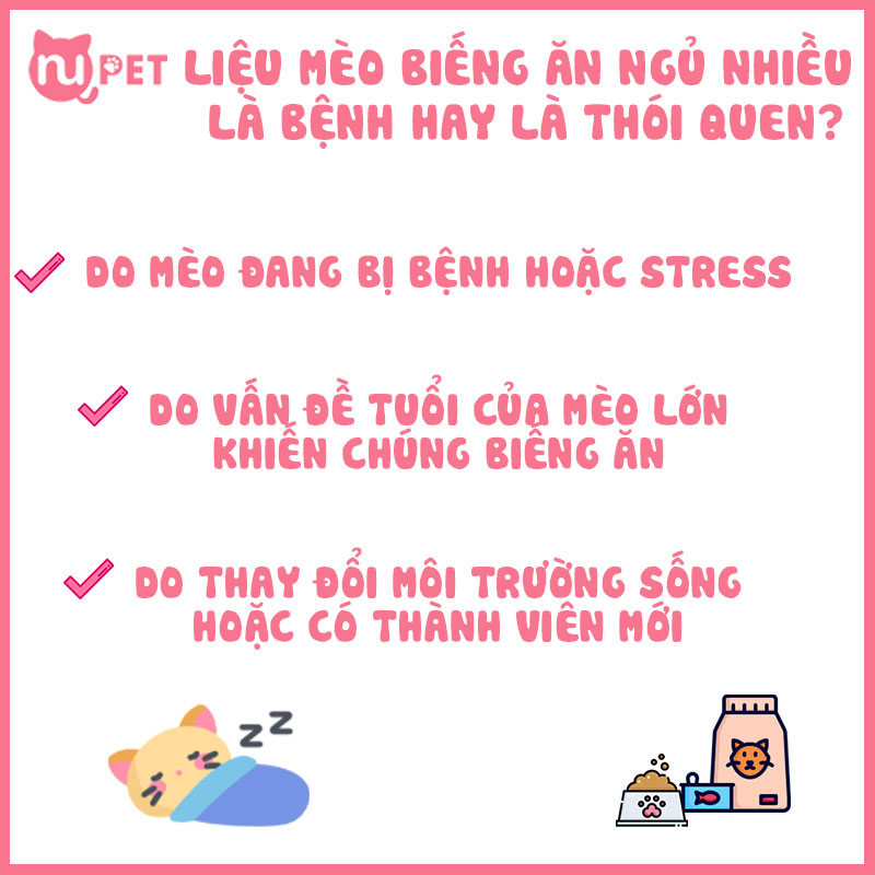 mèo biếng ăn ngủ nhiều là do vấn đề sức khoẻ