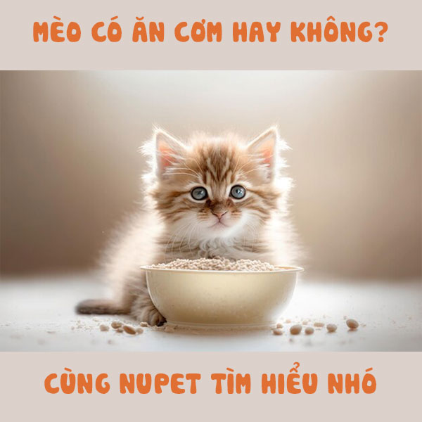 Mèo có ăn cơm không