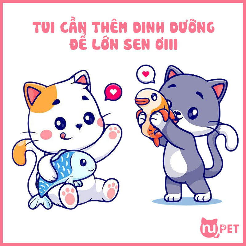 Mèo con ăn cơm được không